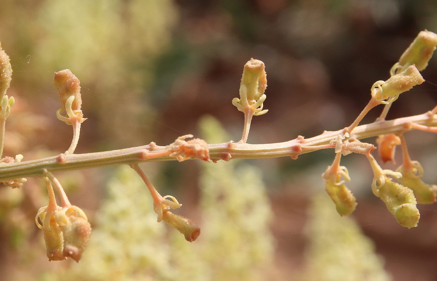 Image of Reseda lutea specimen.