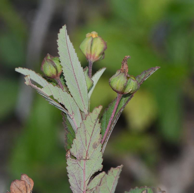 Image of Sida rhombifolia specimen.