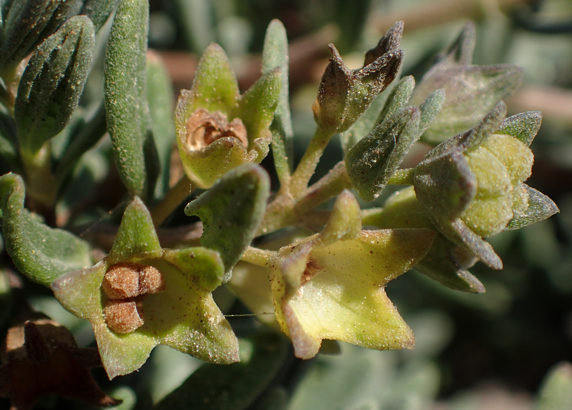 Image of Teucrium brevifolium specimen.