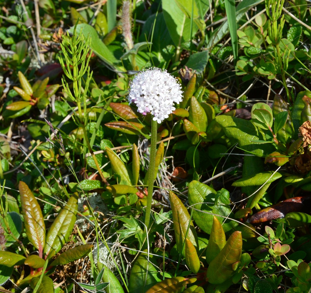 Image of Valeriana capitata specimen.