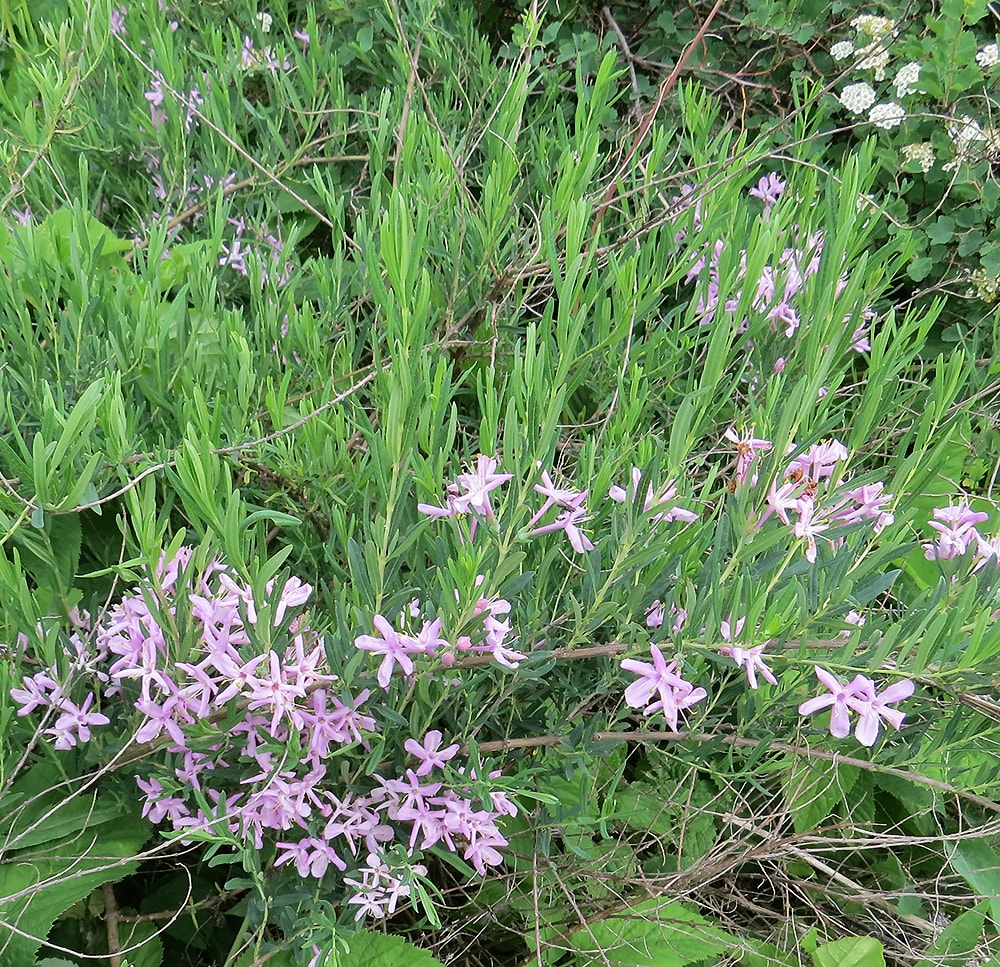 Изображение особи Lonicera alberti.