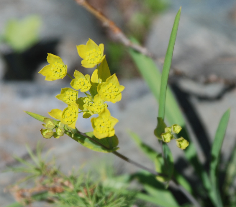 Image of Bupleurum multinerve specimen.