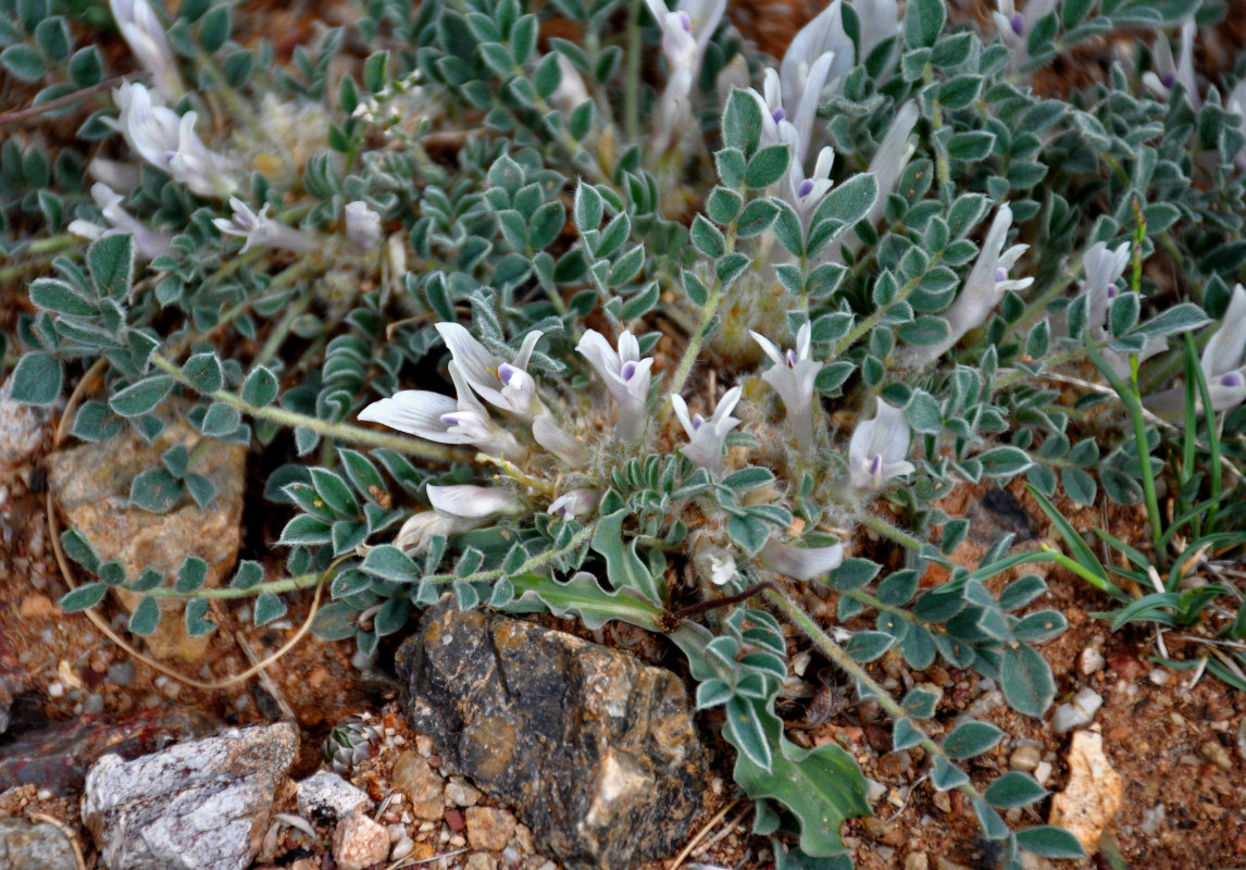 Image of Astragalus hypogaeus specimen.