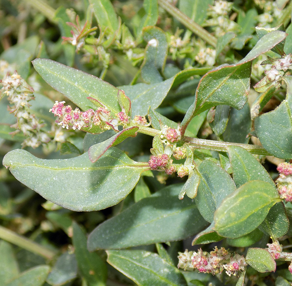 Image of Atriplex prostrata specimen.