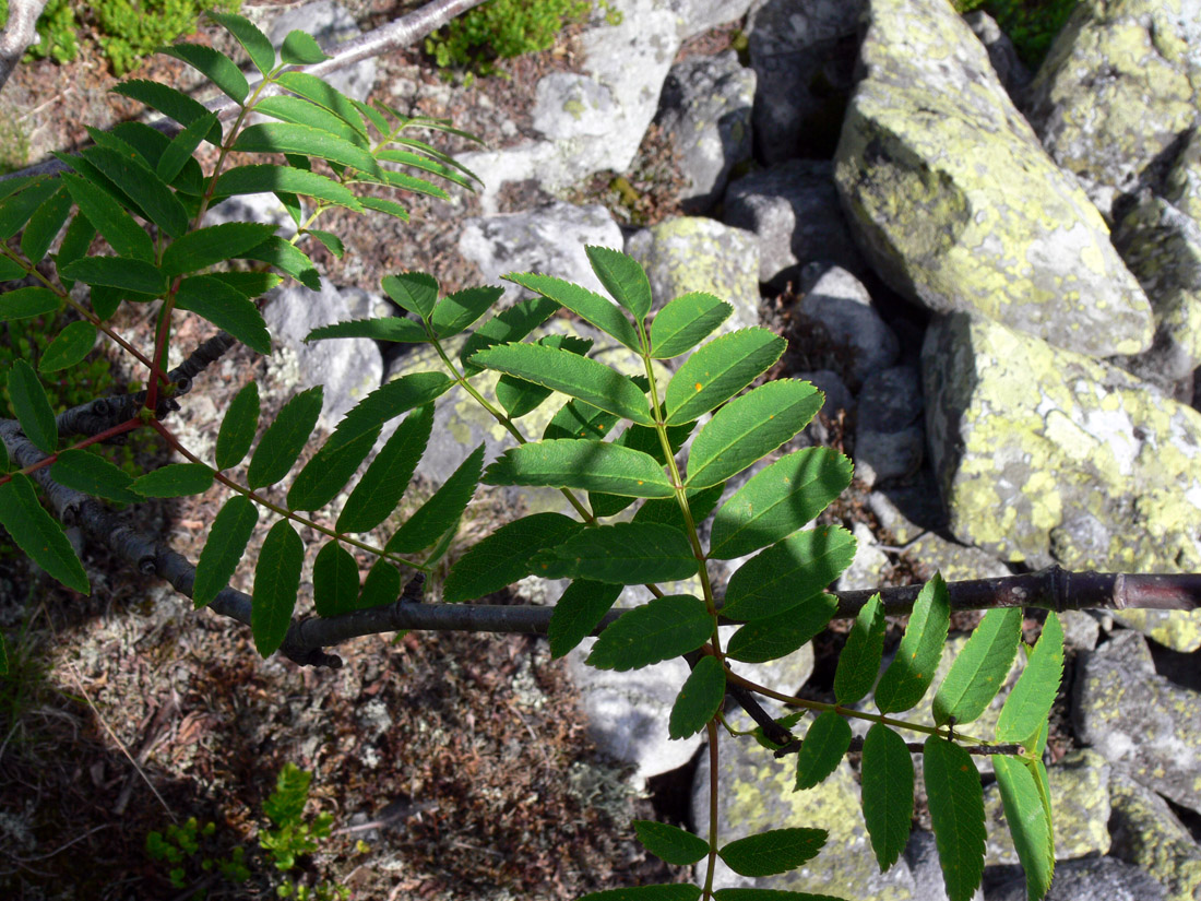 Image of Sorbus sibirica specimen.