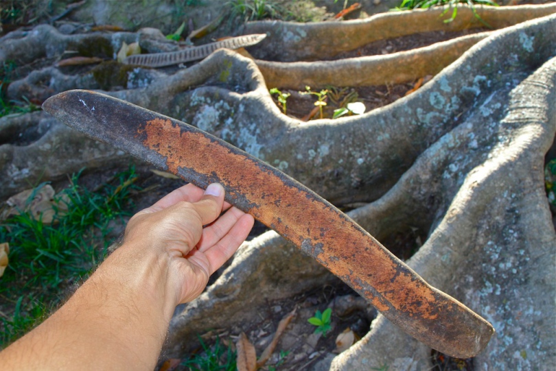 Image of Delonix regia specimen.