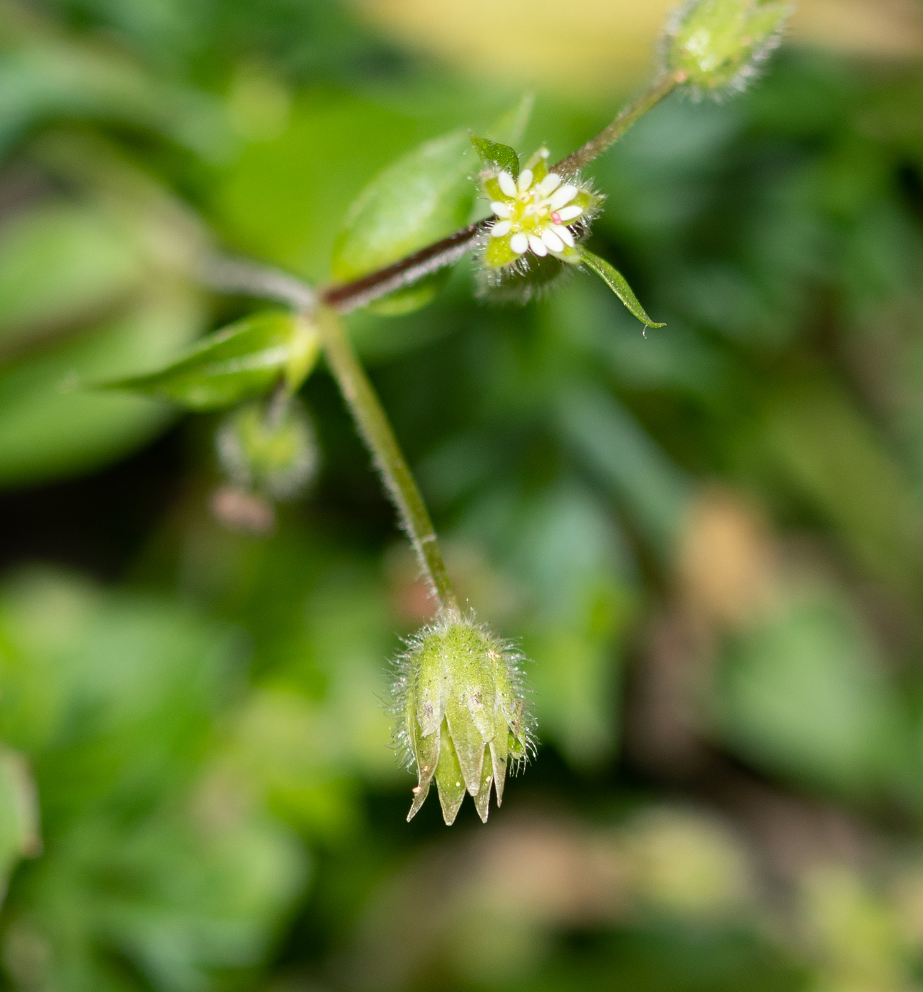 Image of genus Stellaria specimen.