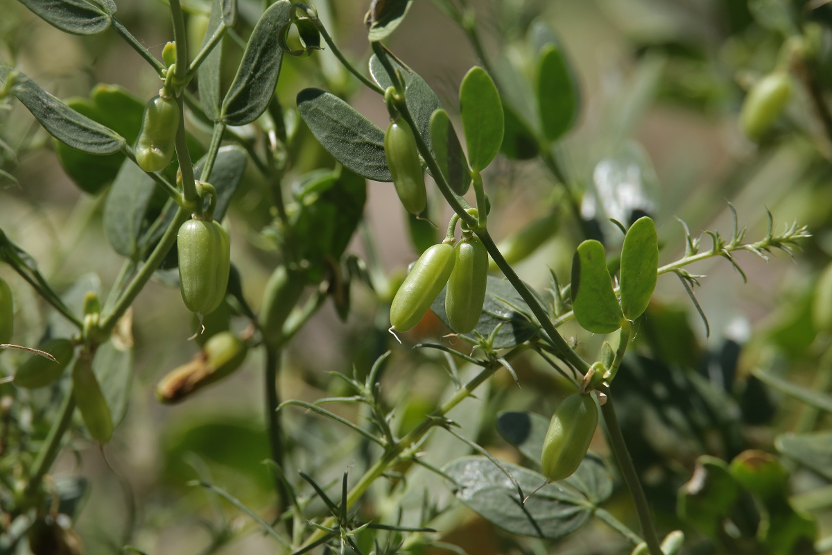 Image of Zygophyllum fabago ssp. orientale specimen.