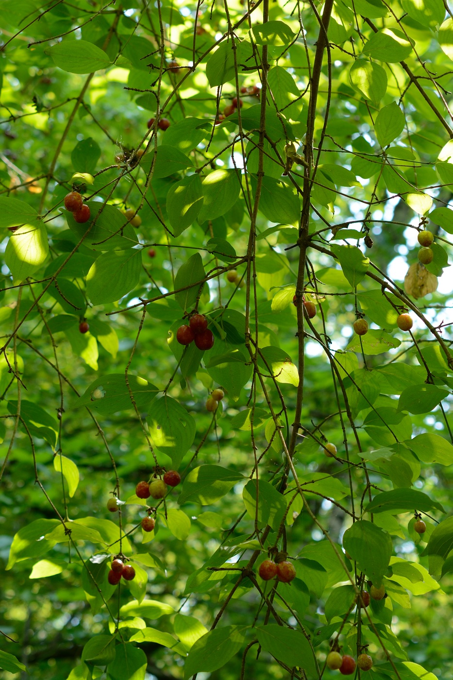 Image of Cornus mas specimen.