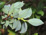 Salix woroschilovii