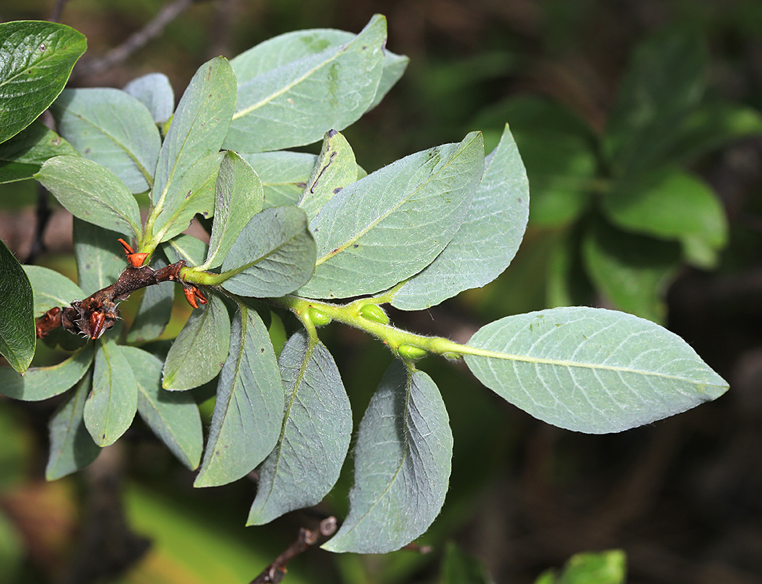 Изображение особи Salix woroschilovii.