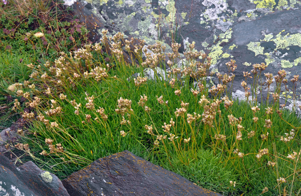 Image of Gypsophila uralensis specimen.