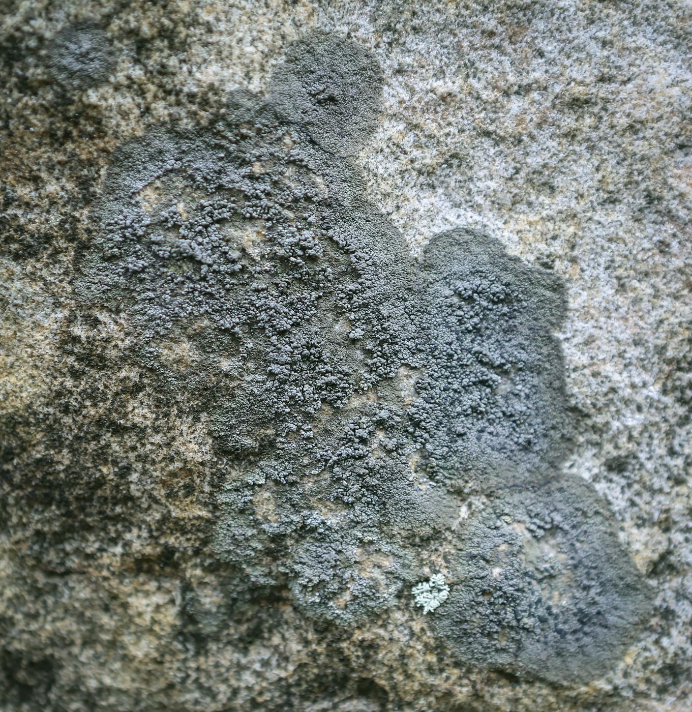 Image of division Ascomycota specimen.