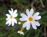 genus Primula. Цветки (увеличено). Казахстан, Терскей Алатау, горы Басулытау, 2200 м.н.у.м. 16.06.2010.