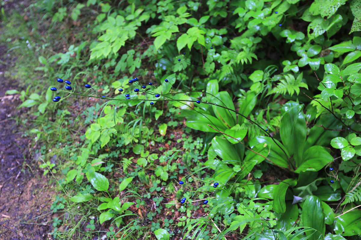 Image of Clintonia udensis specimen.