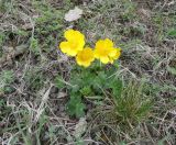 Ranunculus oreophilus