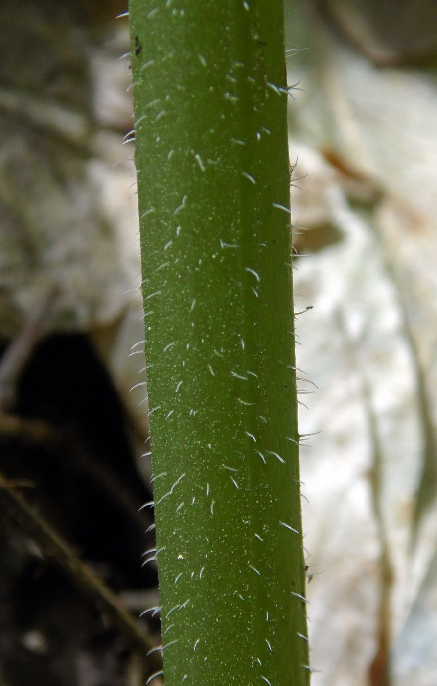 Image of Trachystemon orientalis specimen.