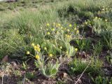 Ranunculus paucidentatus. Цветущие растения. Узбекистан, Джизакская обл., хребет Нуратау, Нуратинский заповедник, водораздельный гребень хребта около перевала Хаят, полынно-типчаковое сообщество с нагорными ксерофитами, 2135 м н.у.м. 19.05.2021.