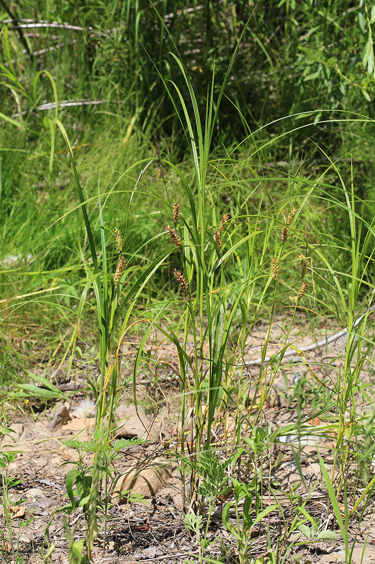 Image of Carex raddei specimen.