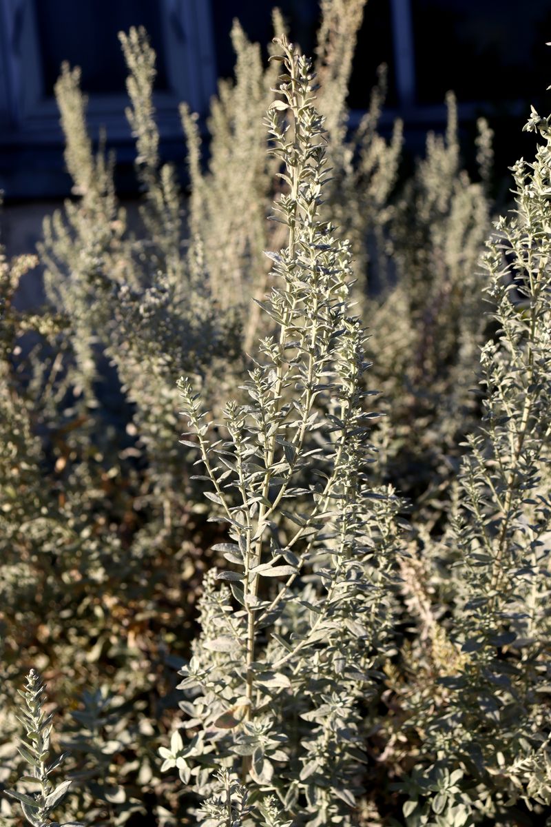 Image of Artemisia ludoviciana specimen.