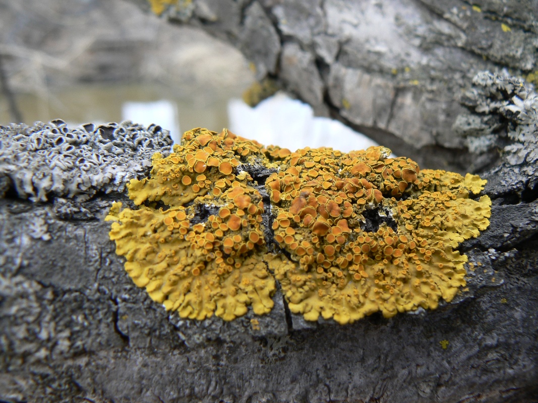 Изображение особи Xanthoria parietina.