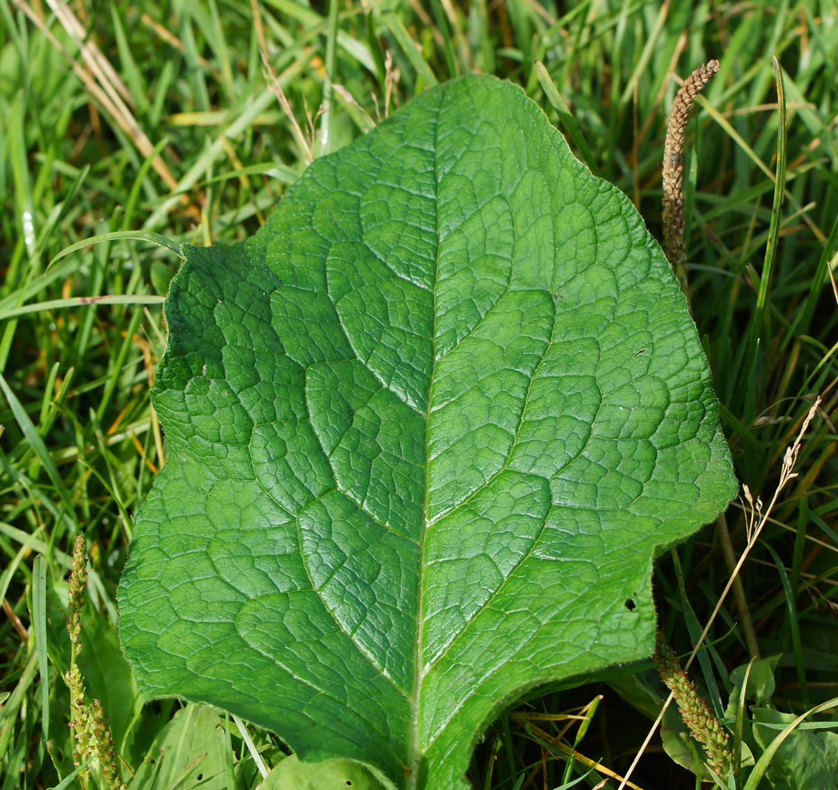 Image of Symphytum asperum specimen.