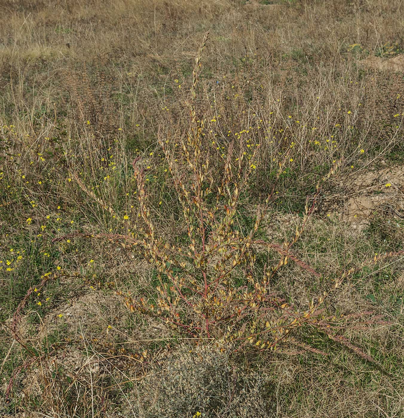 Изображение особи род Chenopodium.