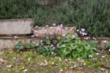 Cyclamen persicum. Цветущие растения. Израиль, г. Тель-Авив, парк Ариэля Шарона, около дороги. 20.02.2022.