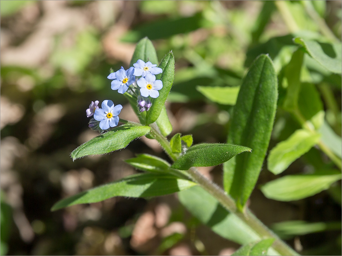 Изображение особи Myosotis alpestris.