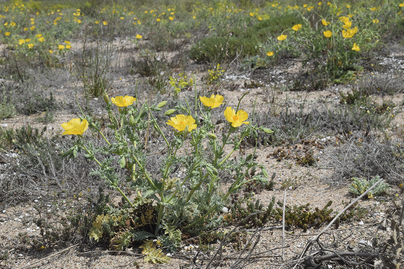 Image of Glaucium flavum specimen.