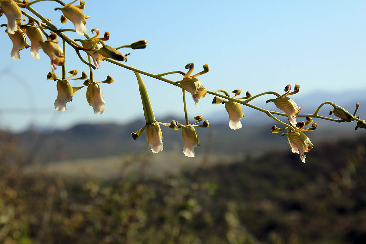 Изображение особи семейство Orchidaceae.