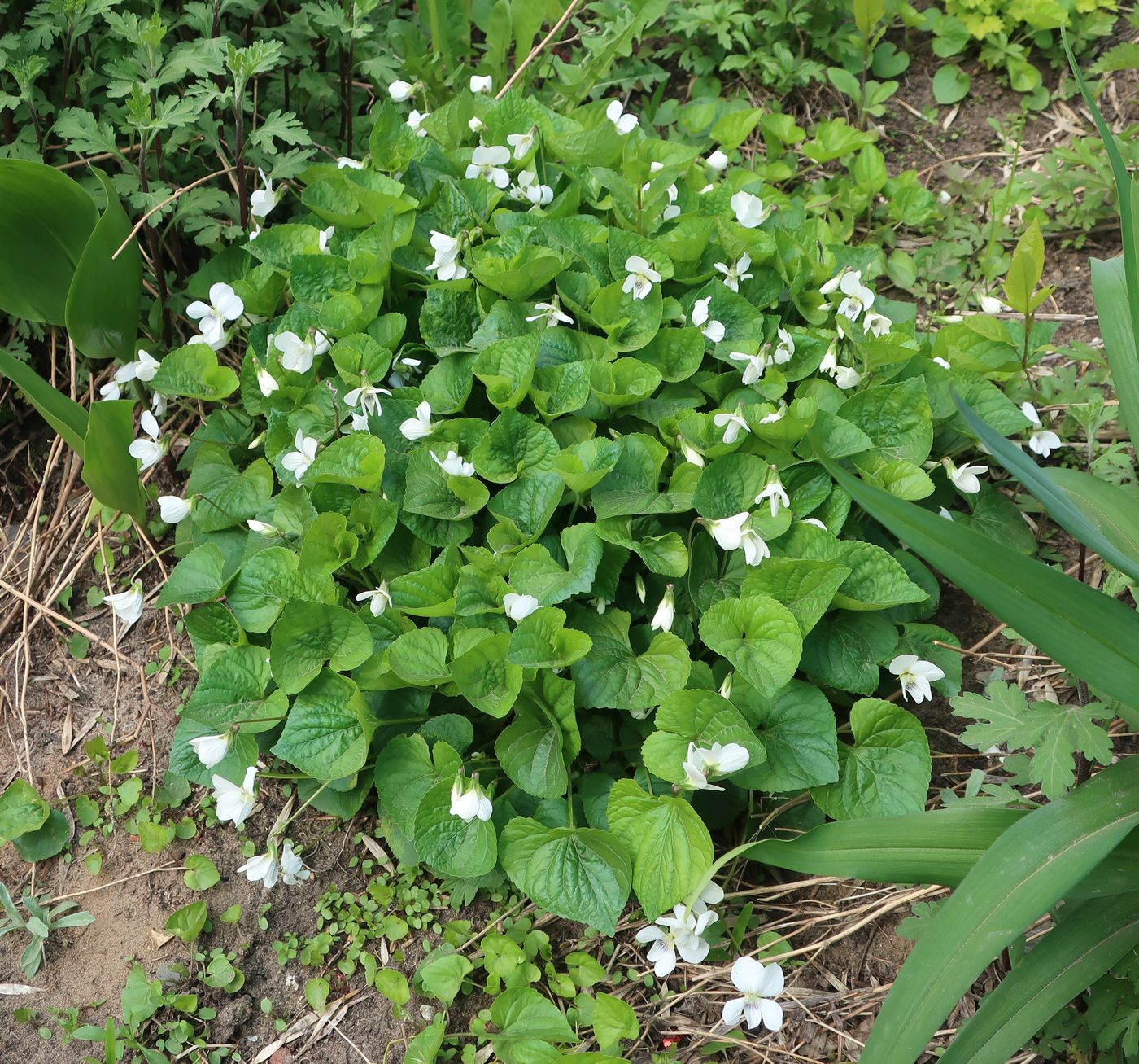 Image of Viola sororia specimen.