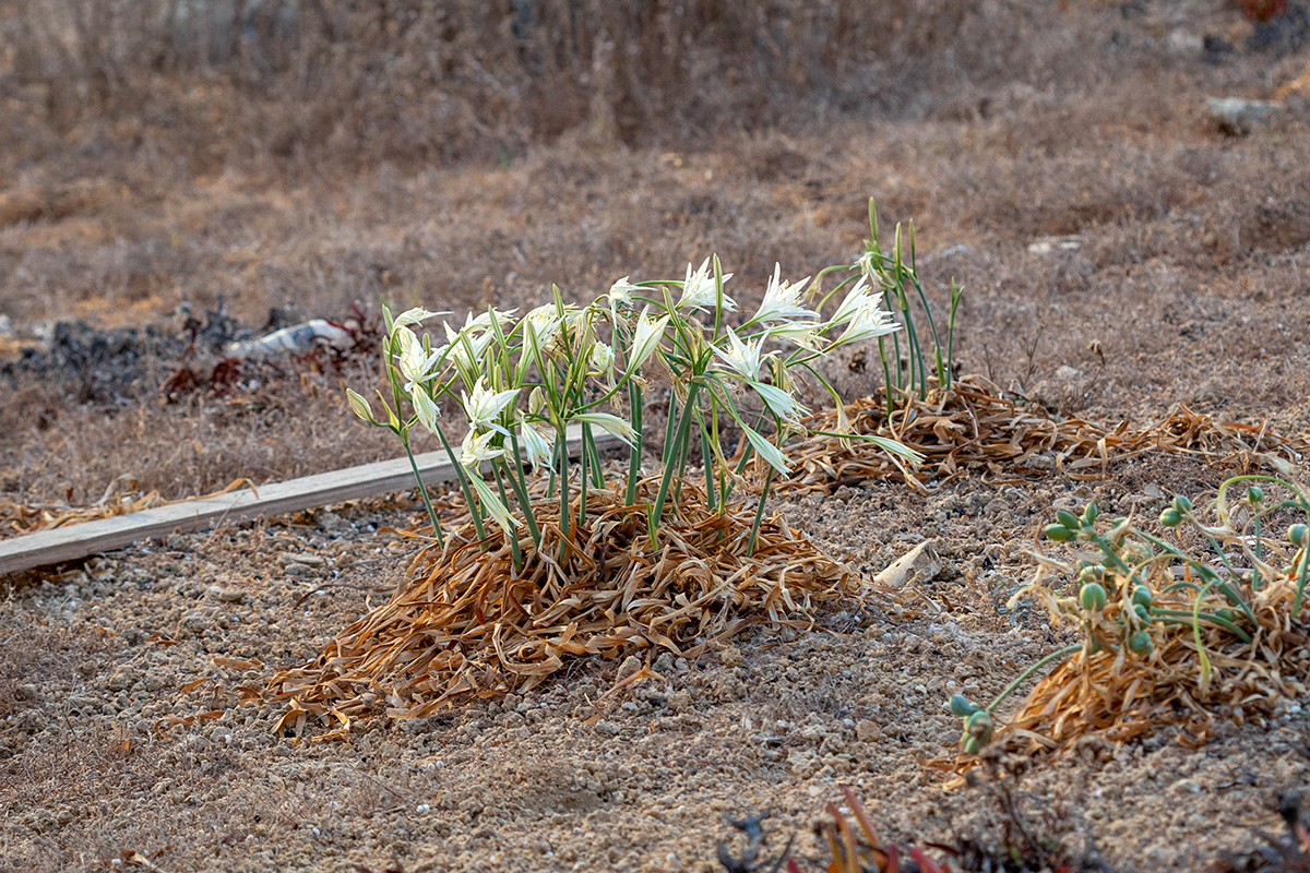 Изображение особи Pancratium maritimum.