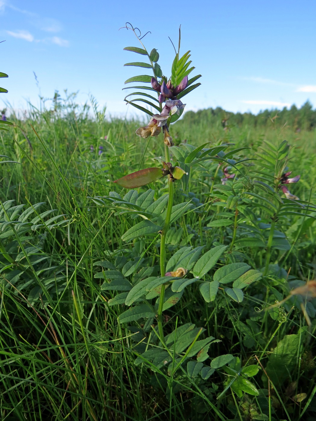 Изображение особи Vicia sepium.