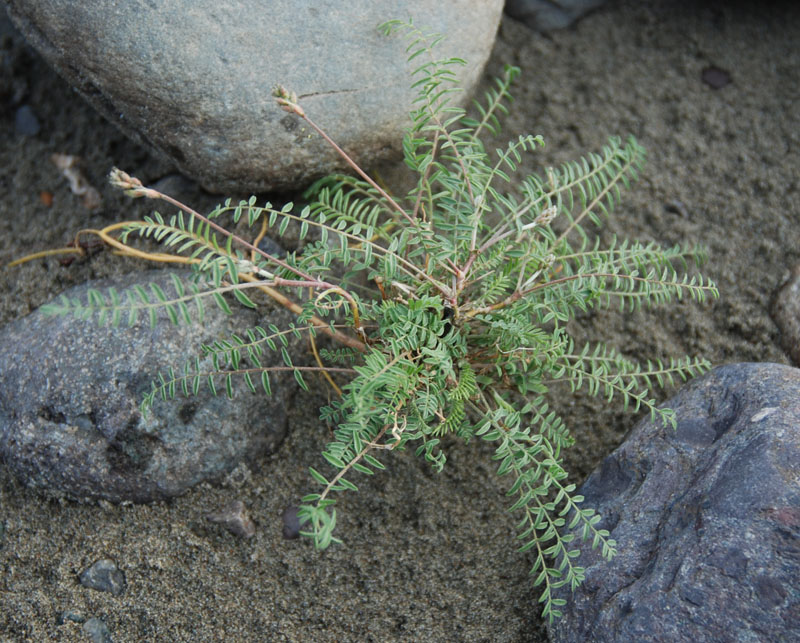 Изображение особи семейство Fabaceae.