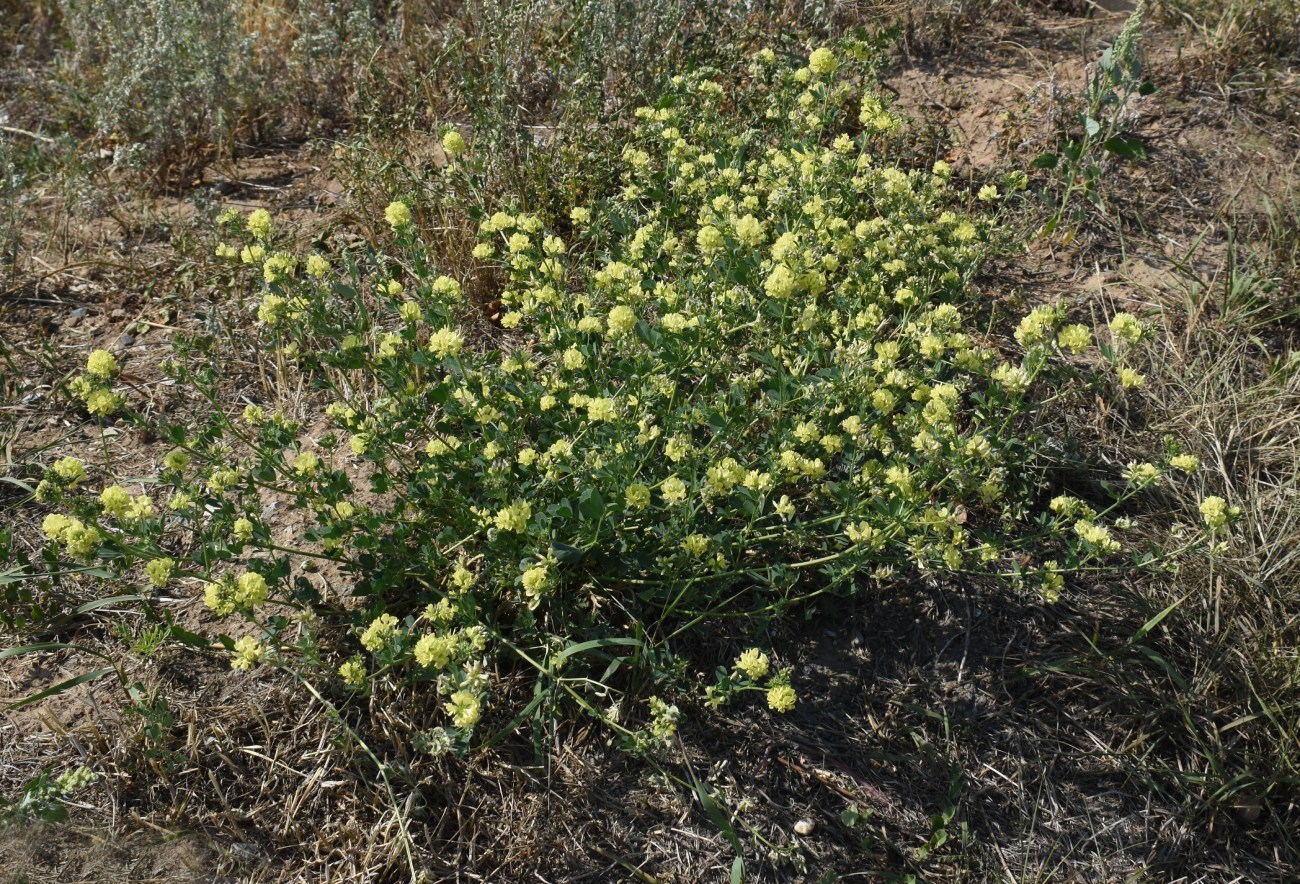 Изображение особи Medicago &times; varia.