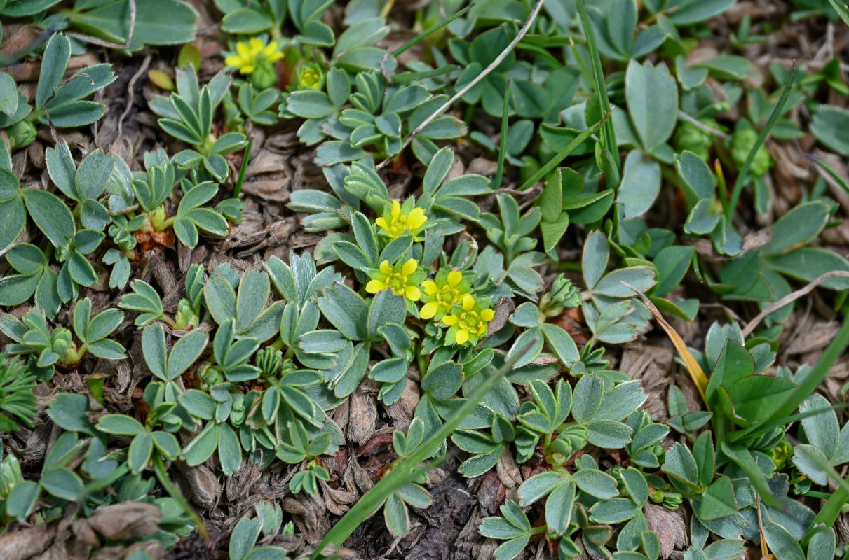 Изображение особи Sibbaldia parviflora.