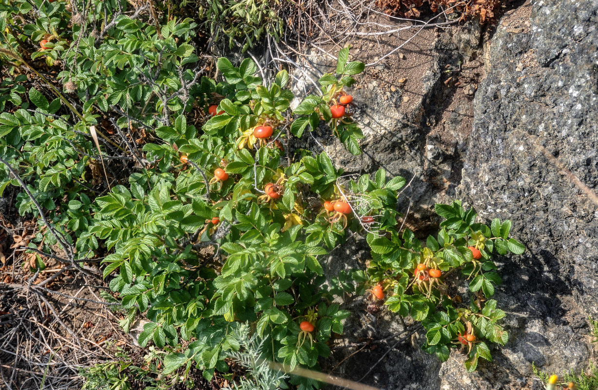 Изображение особи Rosa rugosa.