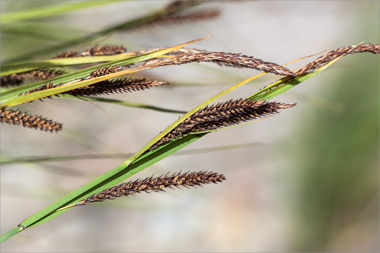 Изображение особи род Carex.