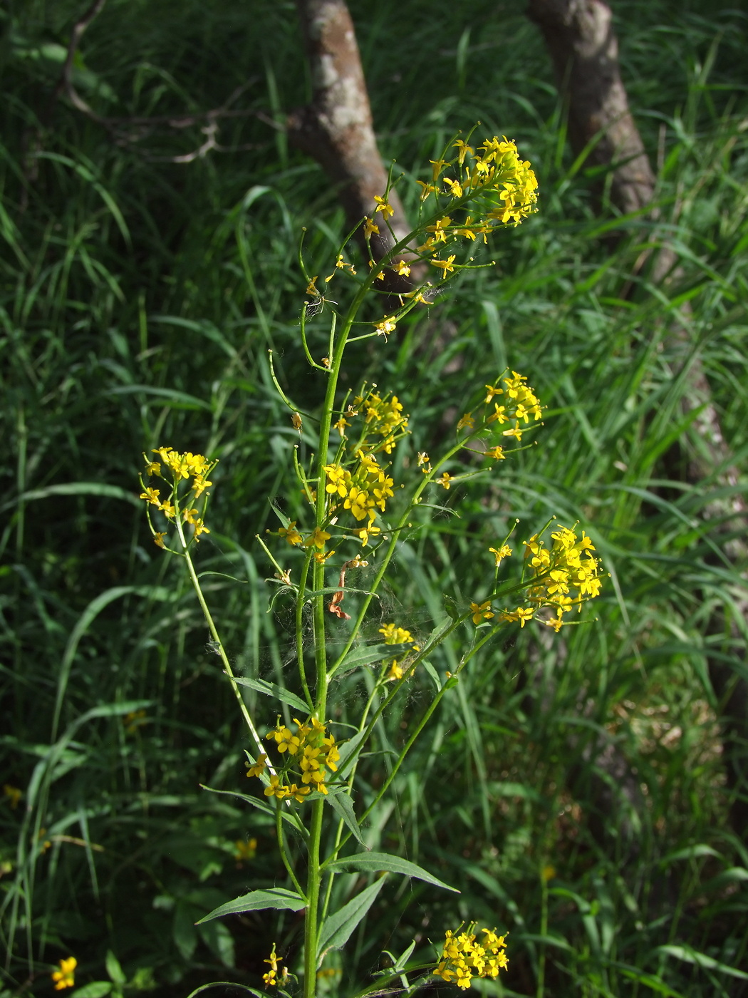 Image of Erysimum cheiranthoides specimen.