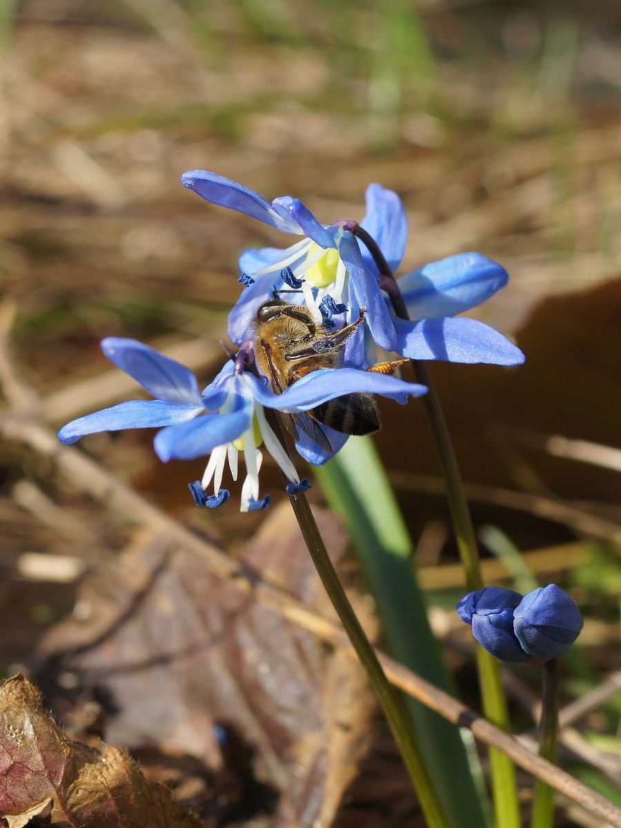 Image of Scilla siberica specimen.