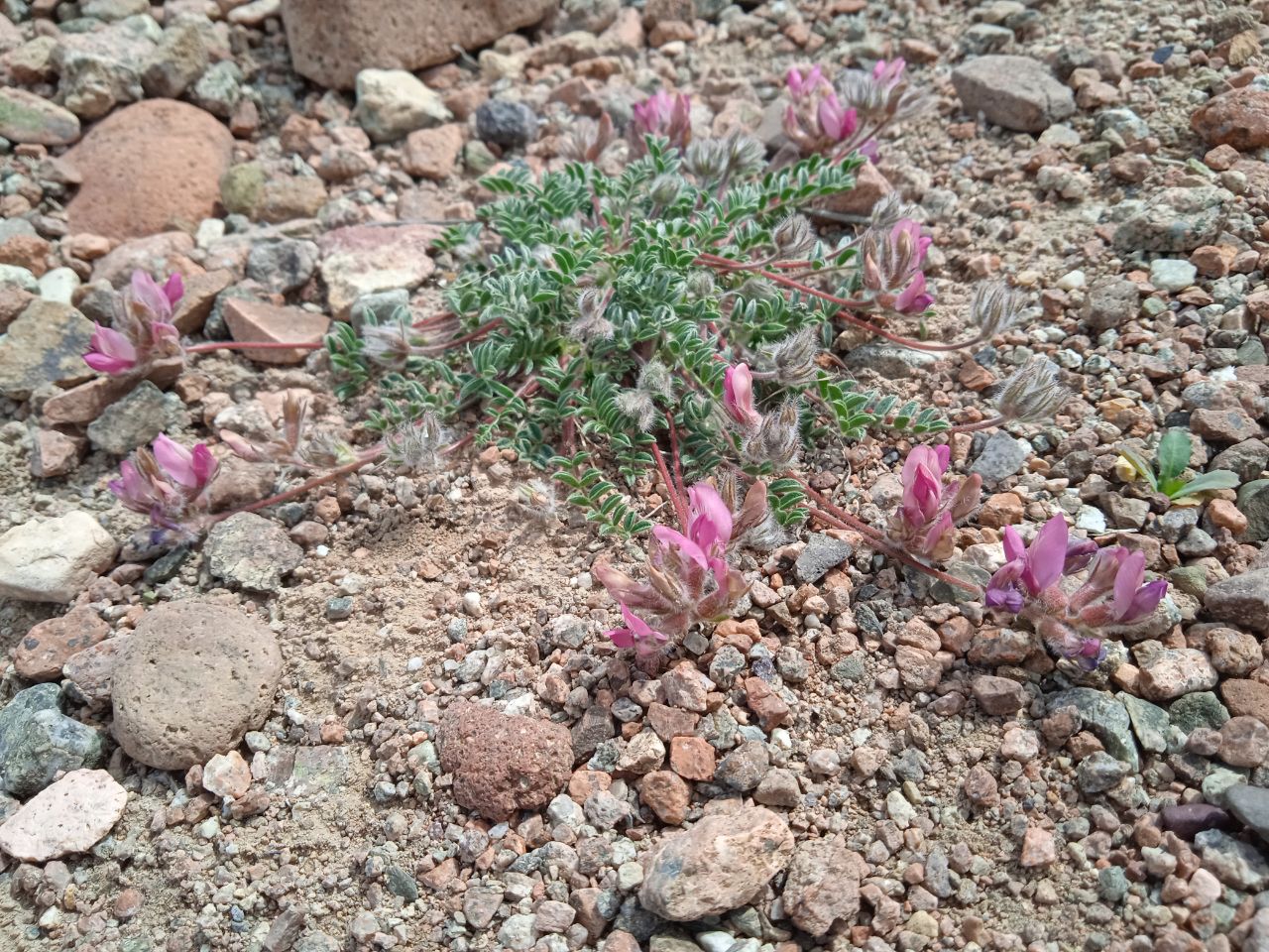 Image of genus Astragalus specimen.