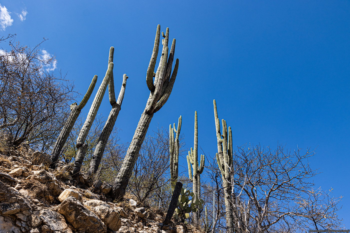 Изображение особи Pachycereus pringlei.