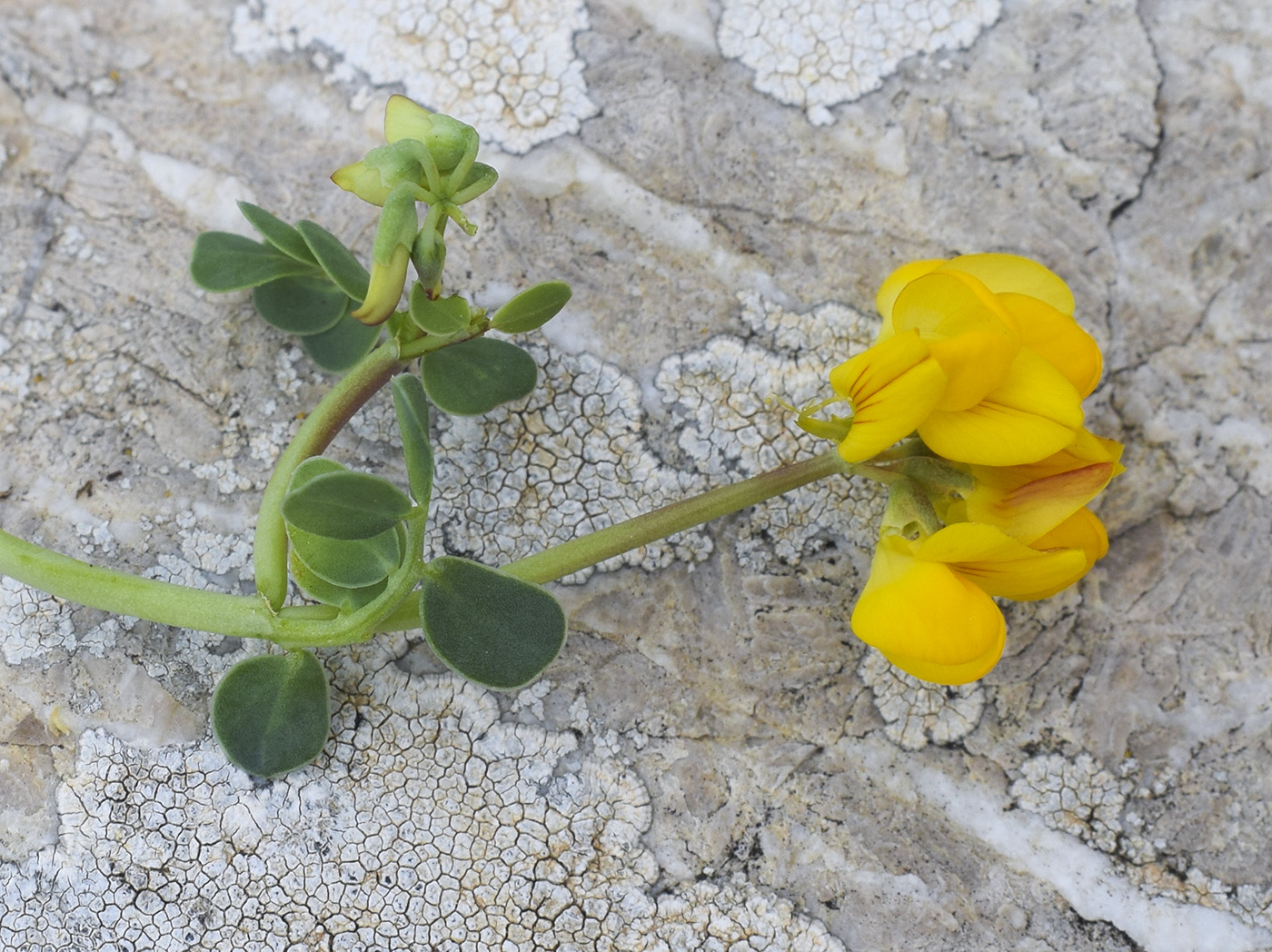 Изображение особи Coronilla minima.