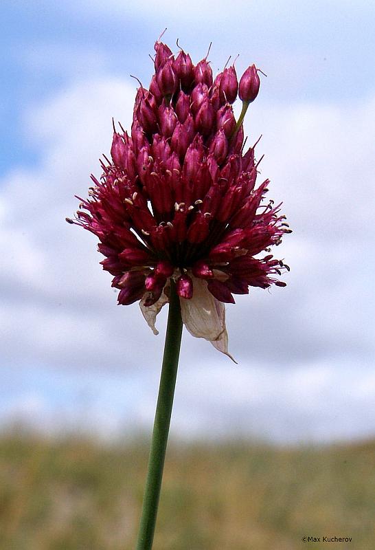 Image of Allium sphaerocephalon specimen.