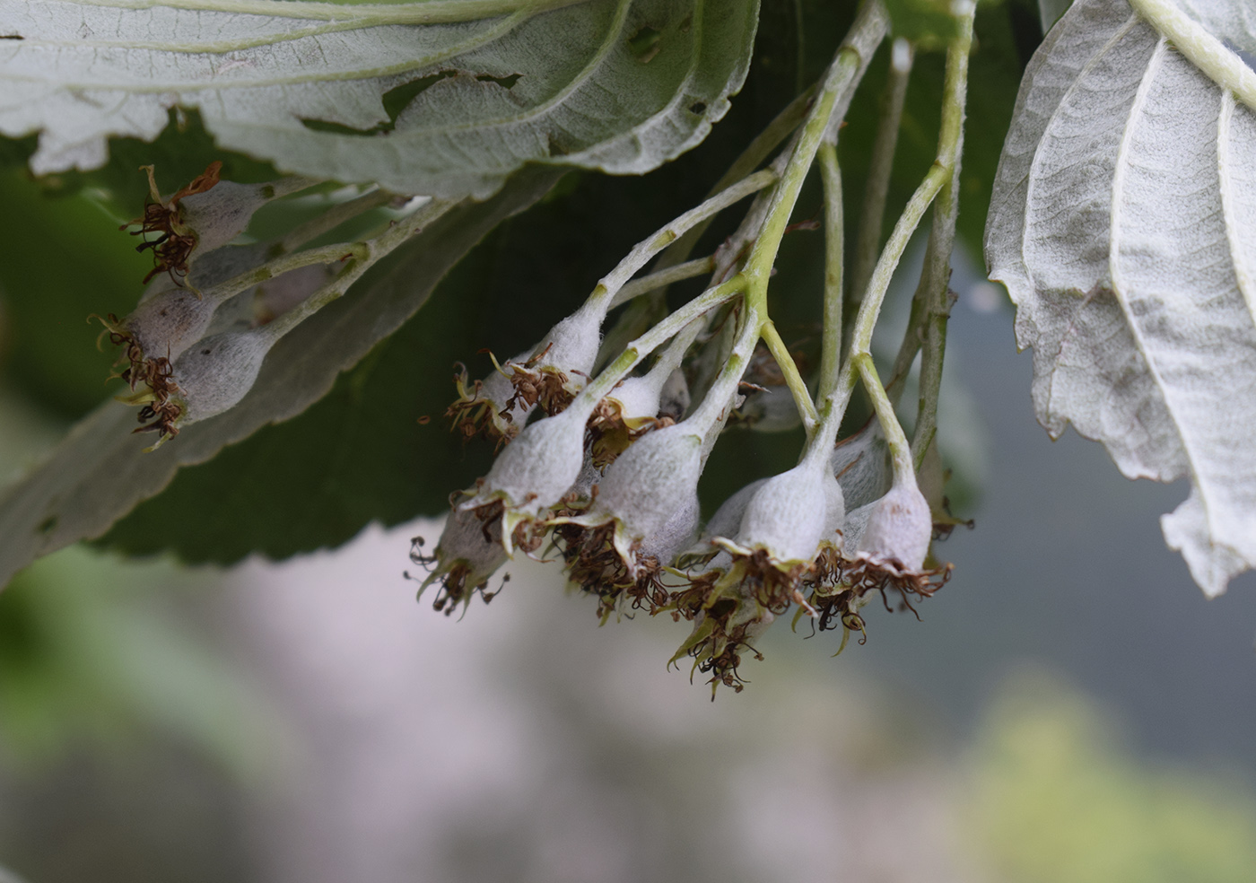 Изображение особи Sorbus aria.