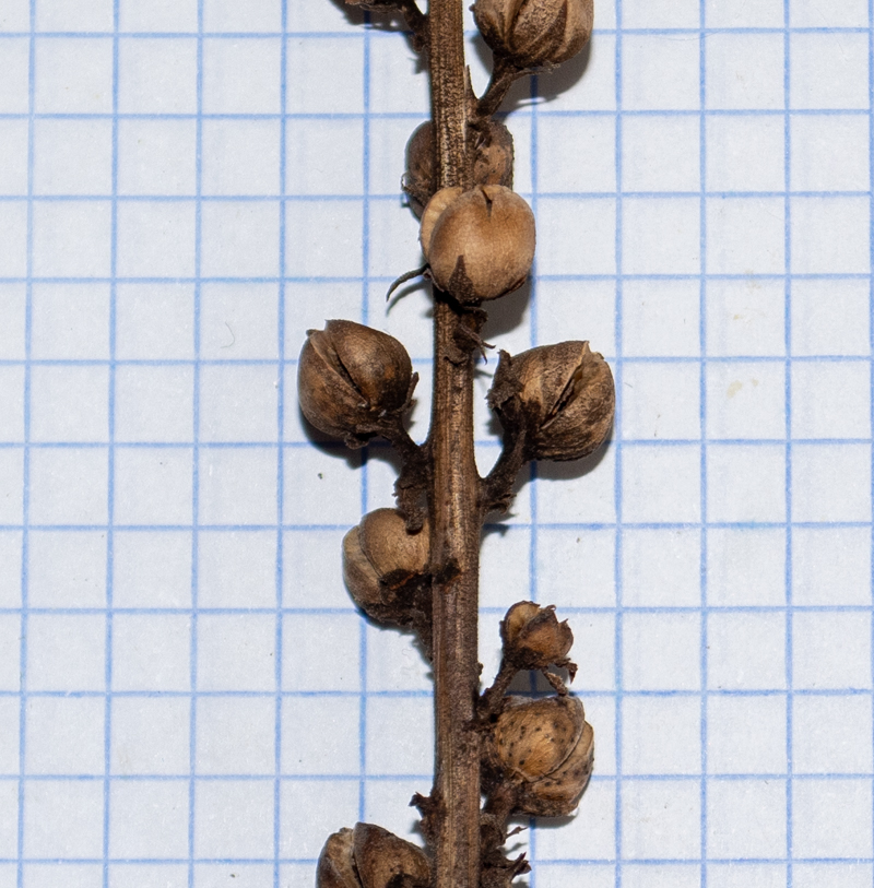 Image of Verbascum virgatum specimen.