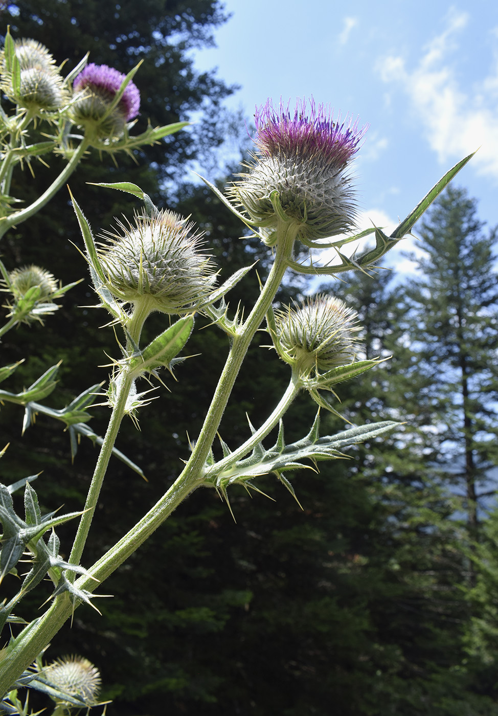 Image of genus Cirsium specimen.