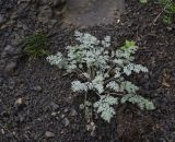 Pyrethrum demetrii