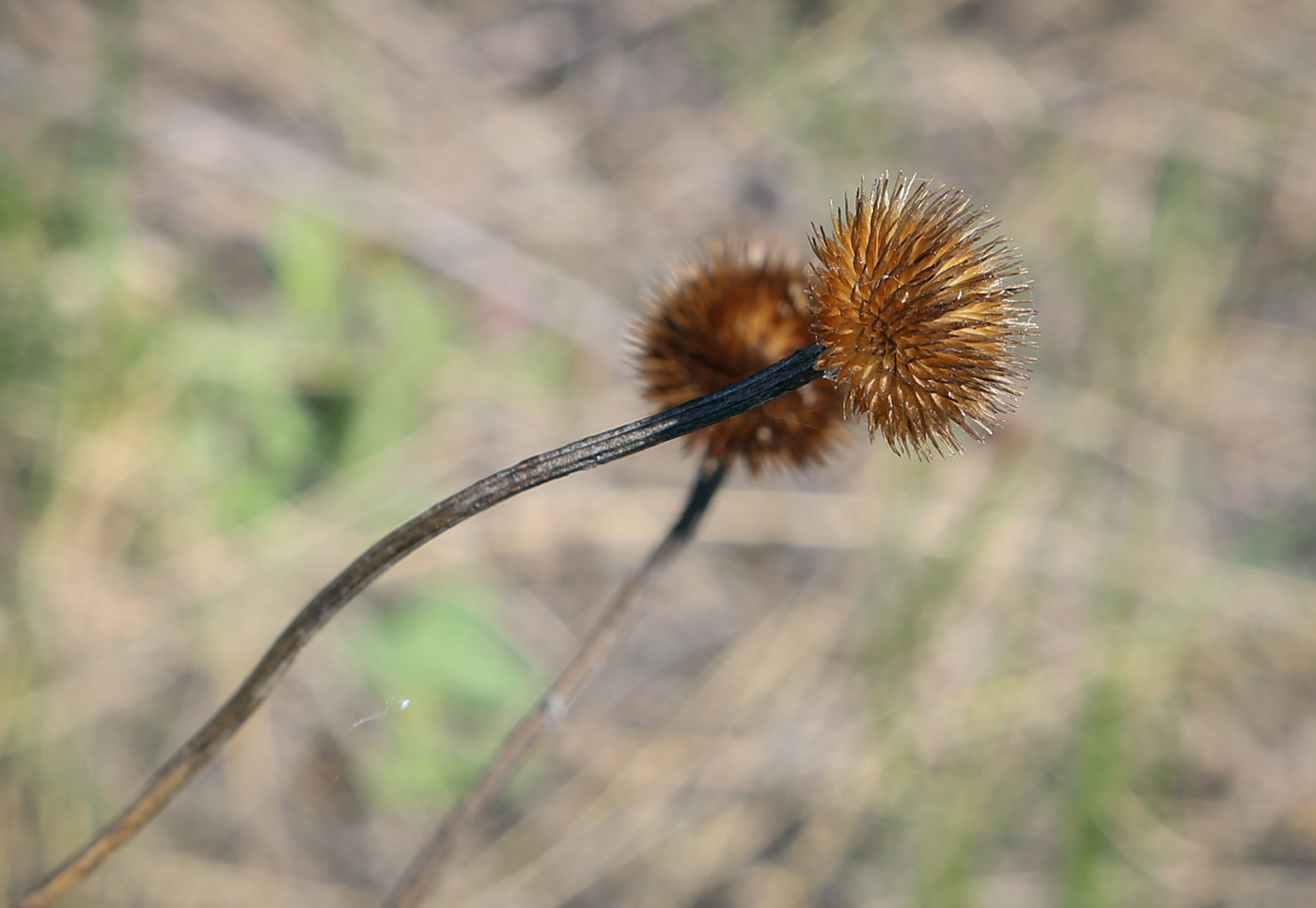 Image of Aster alpinus specimen.